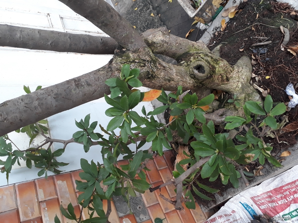 Lộc vừng bonsai - 3