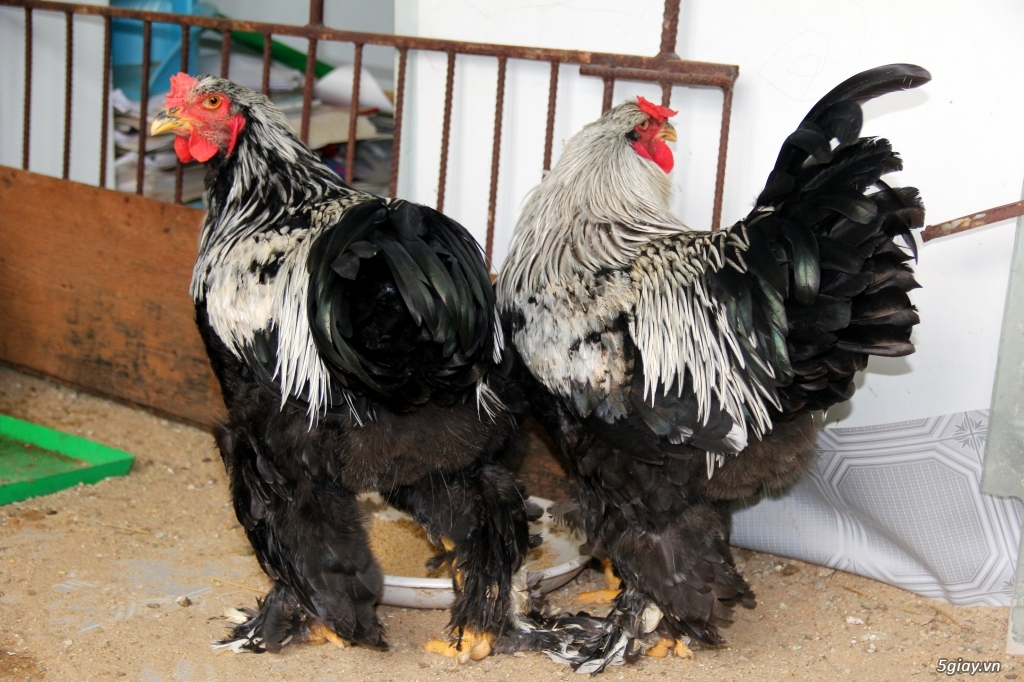 Gà Brahma,gà khổng lồ (gà lông chân) - 2