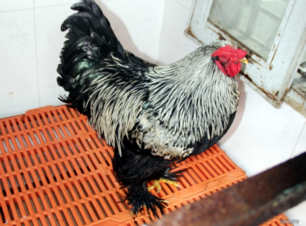 Gà Brahma,gà khổng lồ (gà lông chân) - 1
