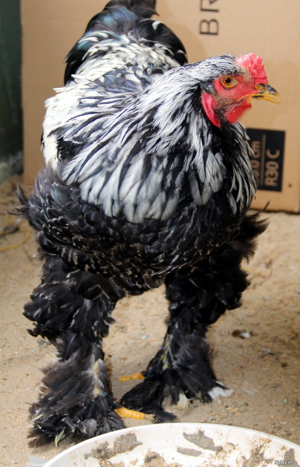 Gà Brahma,gà khổng lồ (gà lông chân) - 5