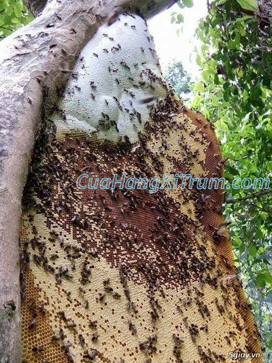 cung cấp mật ong rừng nguyên chất - 4