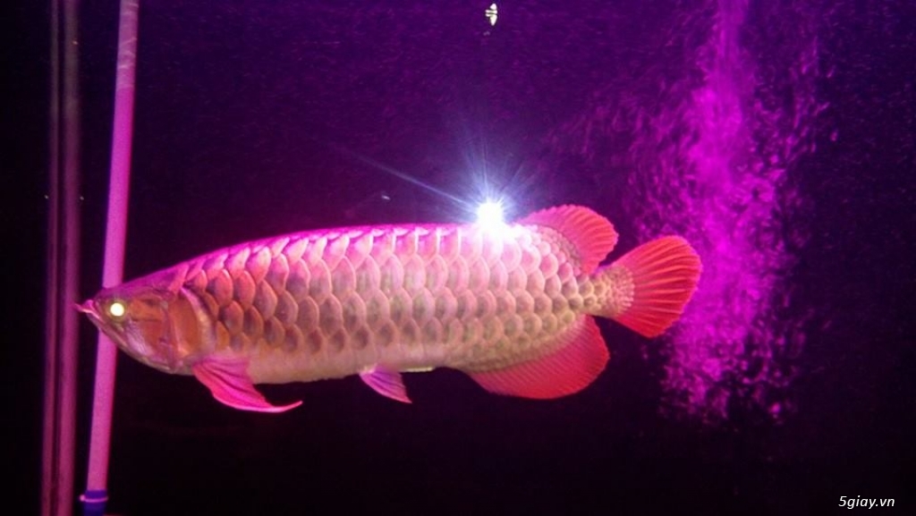 Nhận làm đèn Led hồ cá cho anh em đam mê cá cảnh, thủy sinh - 16