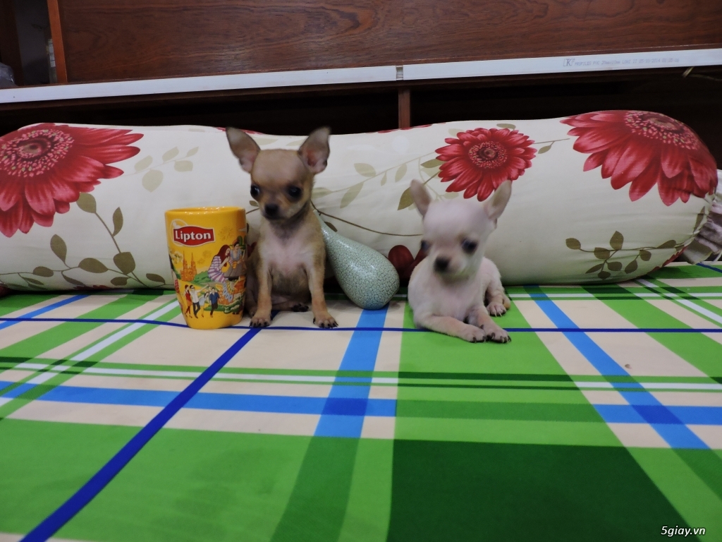 Bán chó :)) Chihuahua thuần chủng .