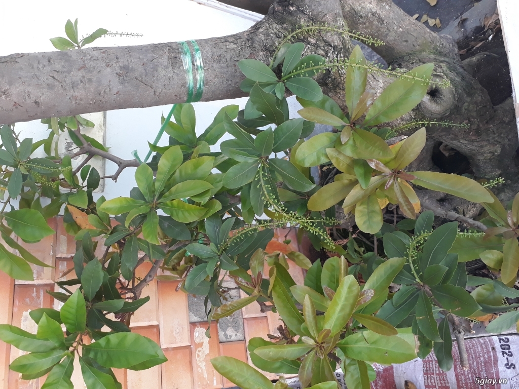 Lộc vừng bonsai - 1