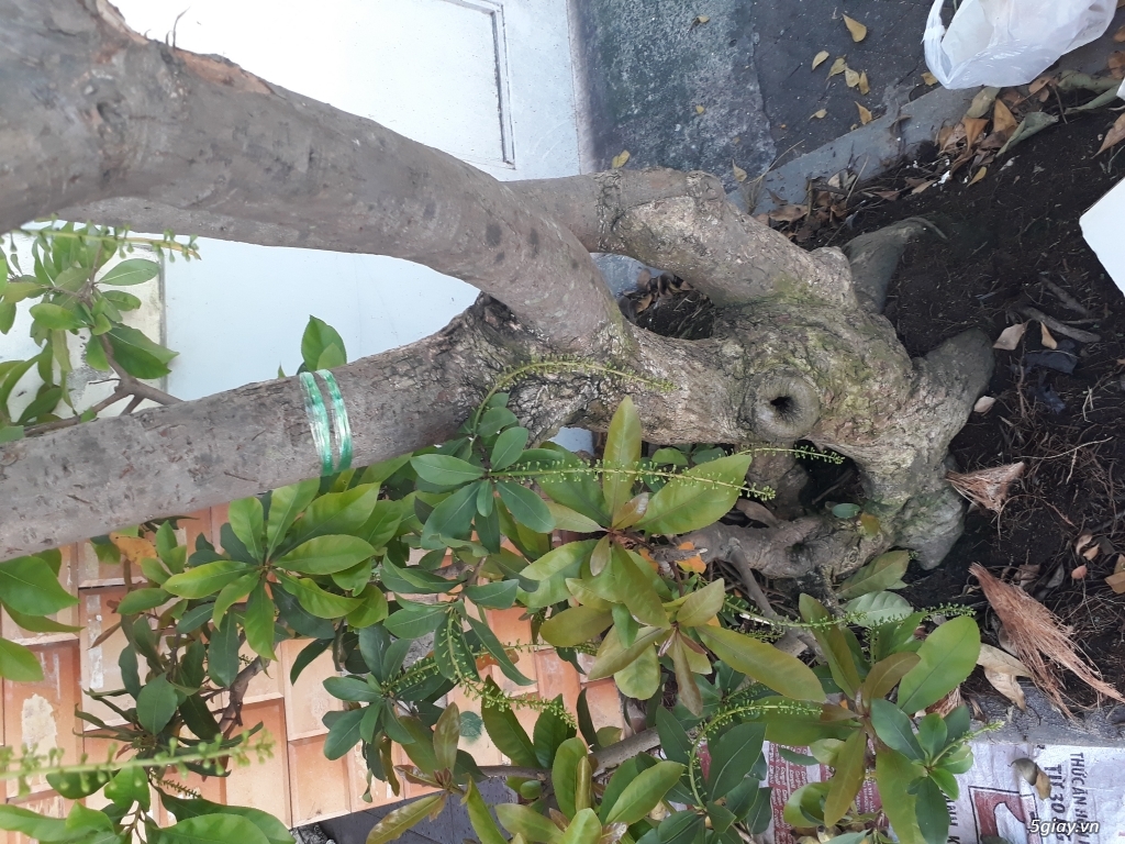 Lộc vừng bonsai