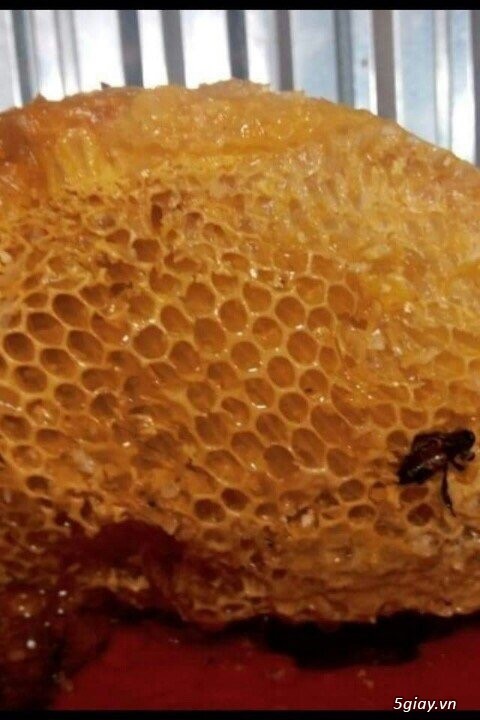 Mật ong rừng nguyên chất 100%