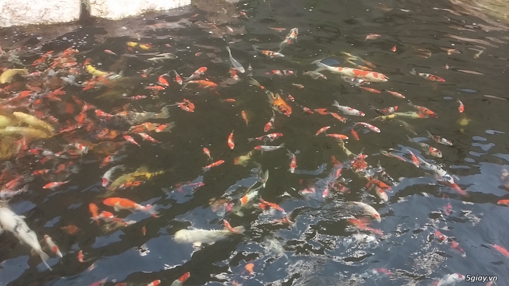 Go Sanke VN Koi Fam Chuyên bán cá Koi