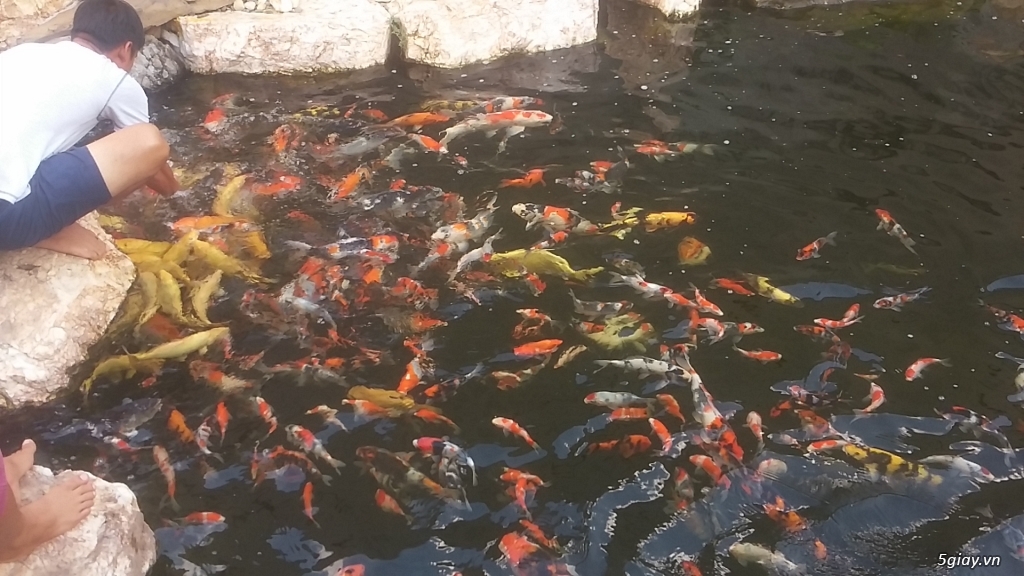 Go Sanke VN Koi Fam Chuyên bán cá Koi - 1
