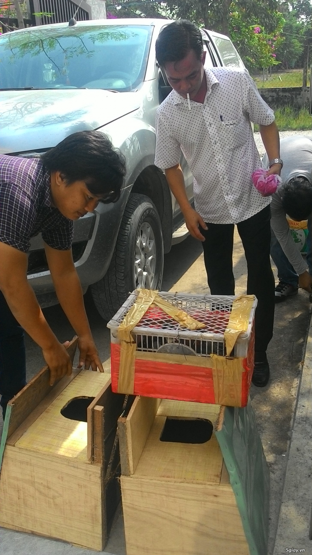 vịt uyên ương bình chánh bán buôn các loại vịt kiểng đẹp ngoại nhập - 3