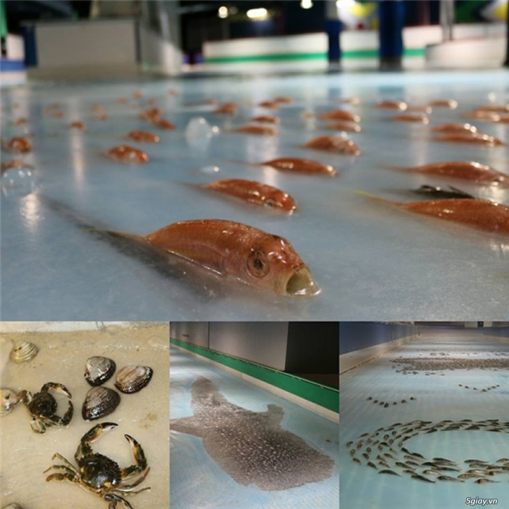 Công viên Nhật gây phẫn nộ vì chôn hàng ngàn con cá dưới sân băng