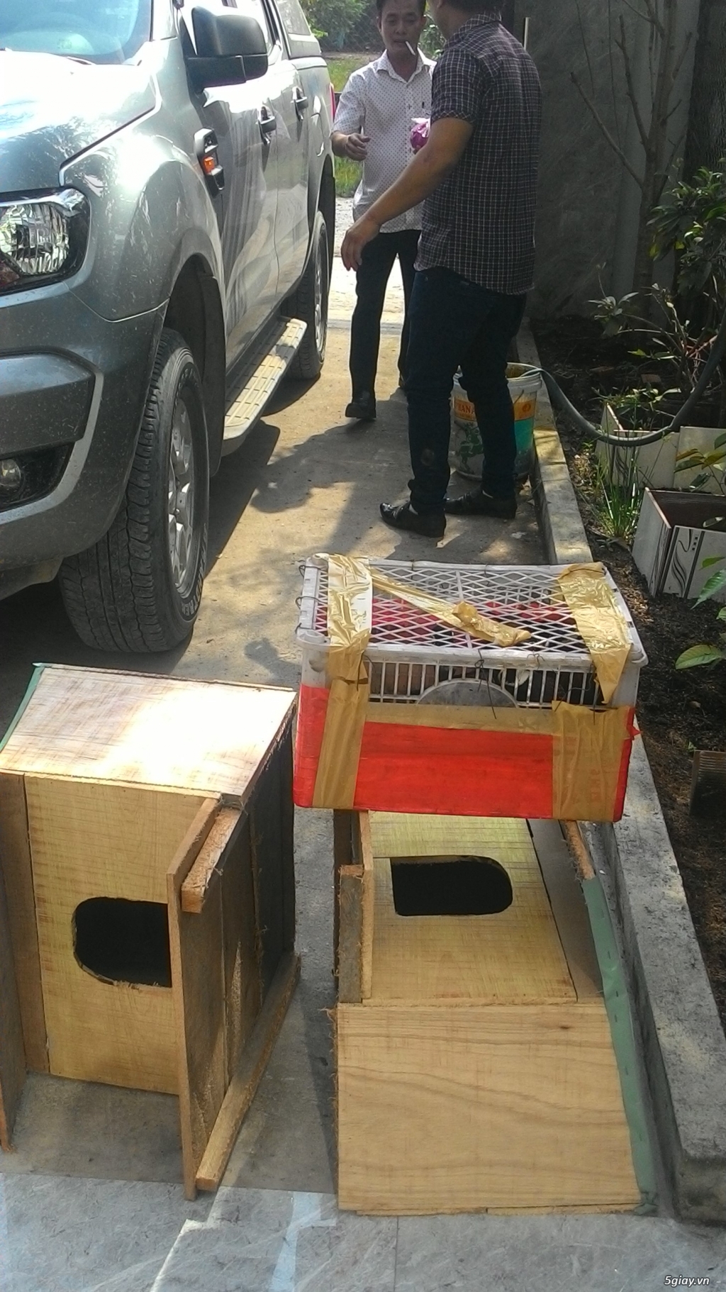 vịt uyên ương bình chánh bán buôn các loại vịt kiểng đẹp ngoại nhập - 2