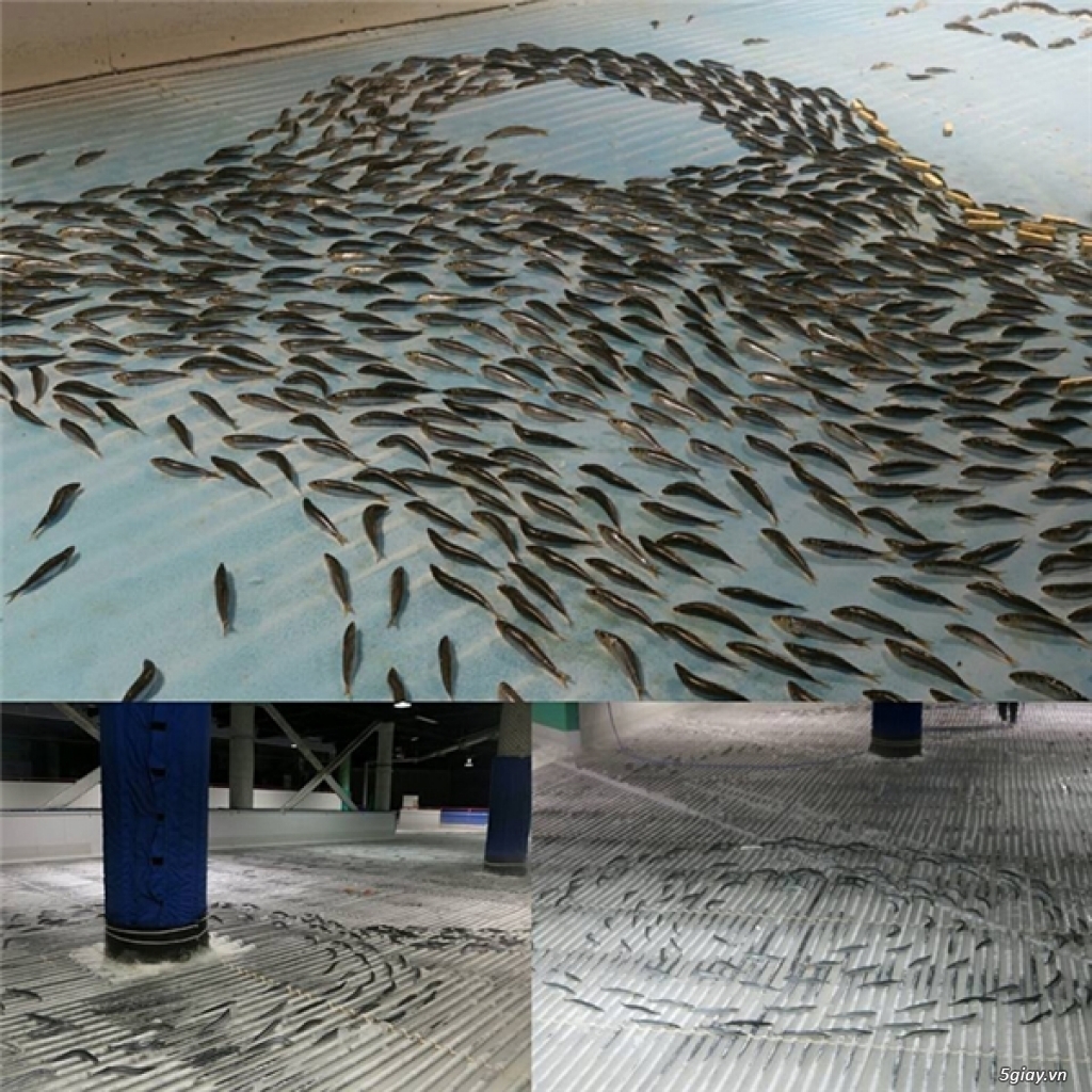 Công viên Nhật gây phẫn nộ vì chôn hàng ngàn con cá dưới sân băng - 1