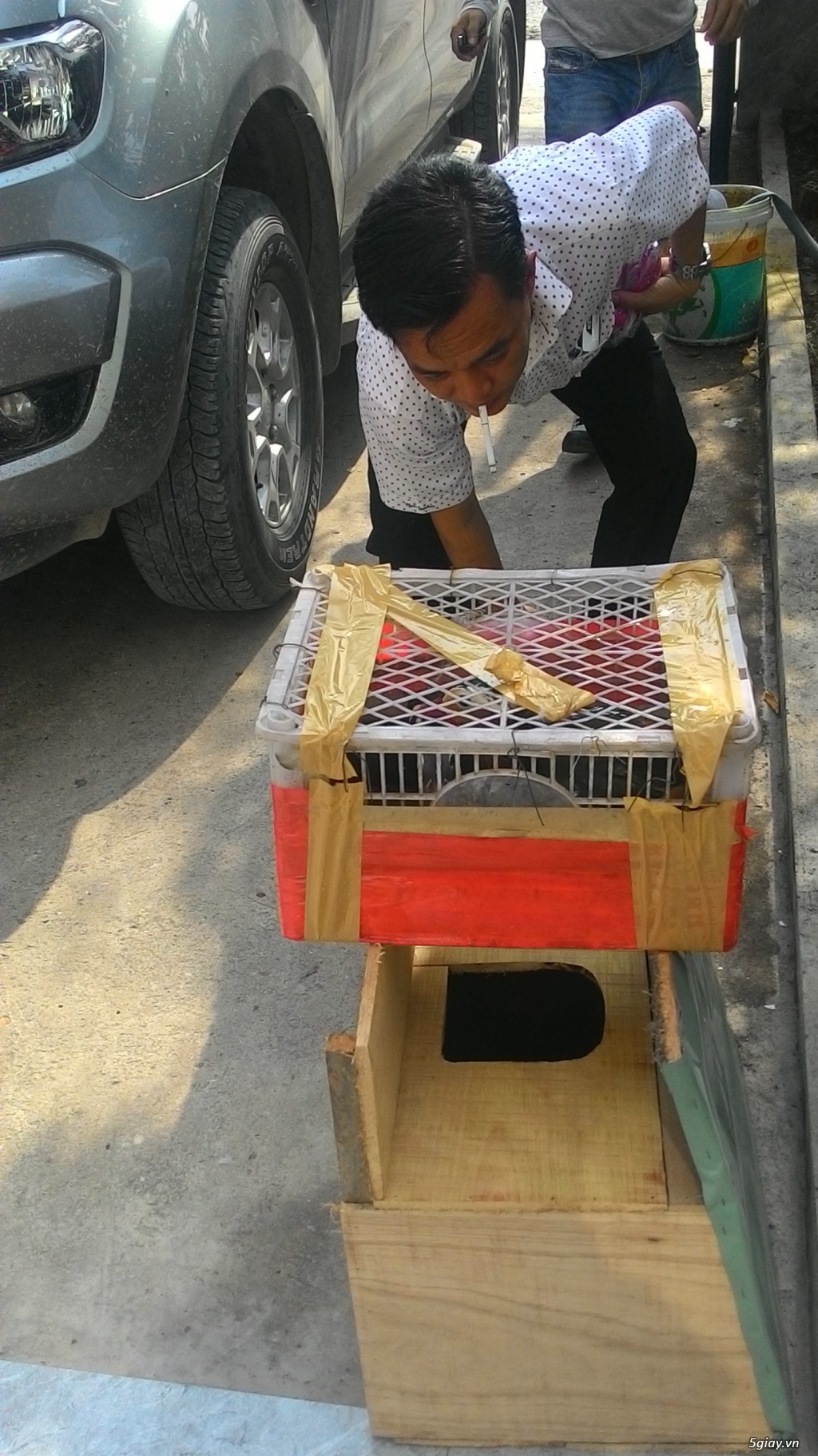 vịt uyên ương bình chánh bán buôn các loại vịt kiểng đẹp ngoại nhập - 4