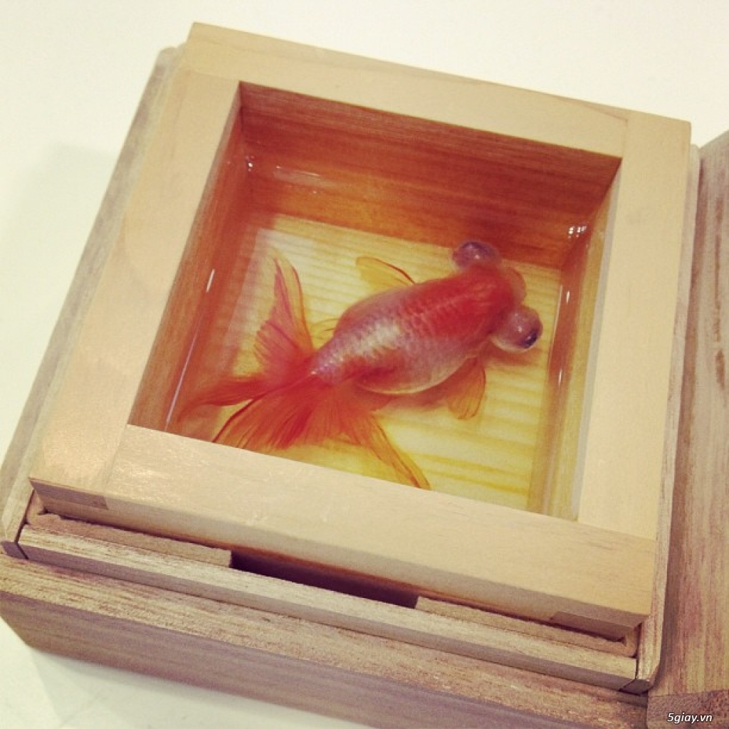 Nhựa Acrylic Resin Đài Loan nhập khẩu 100% vẽ tranh cá 3D - 1