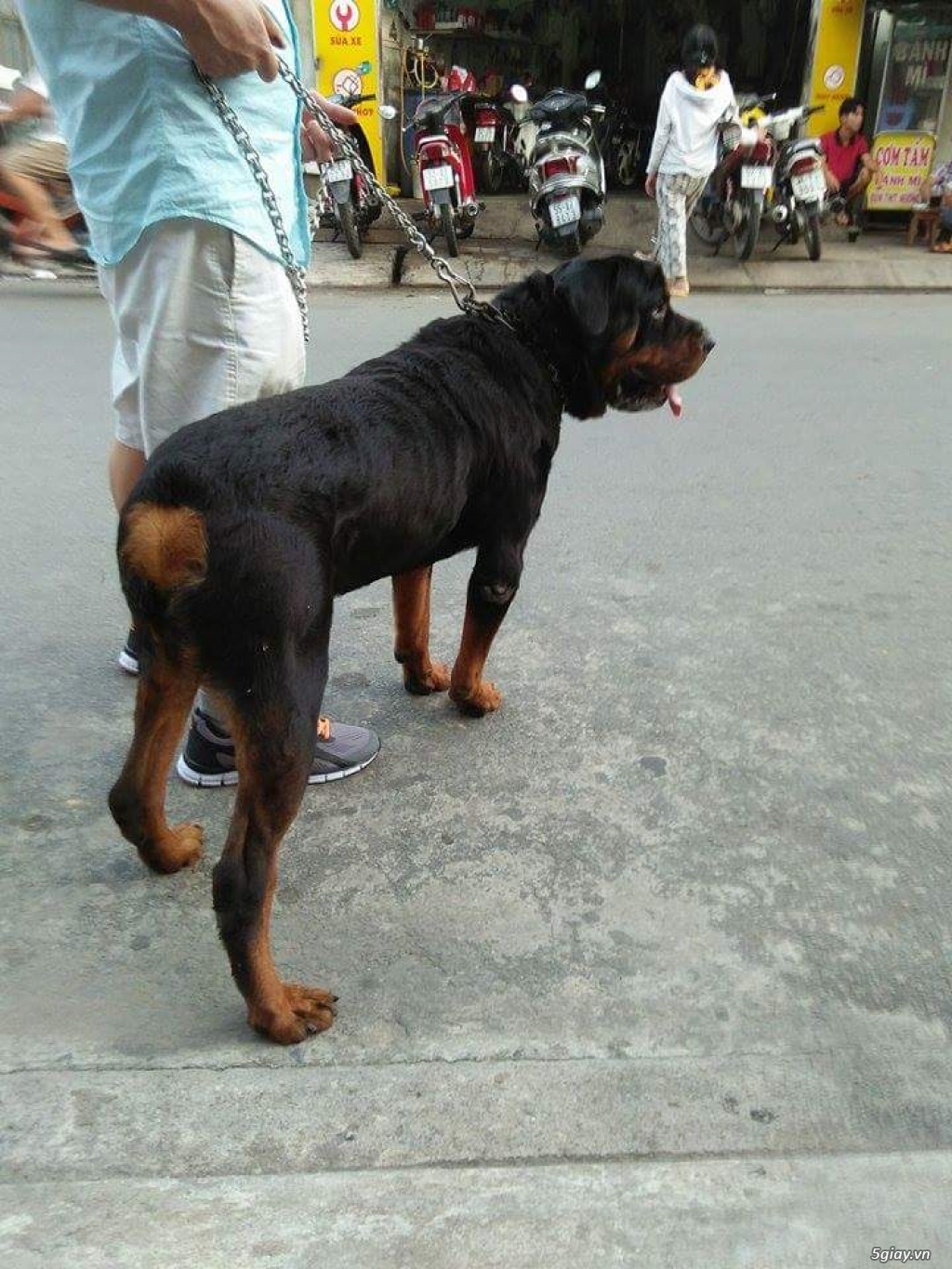 Chó Rottweiler duc 16th tuoi, nang 52kg - 2