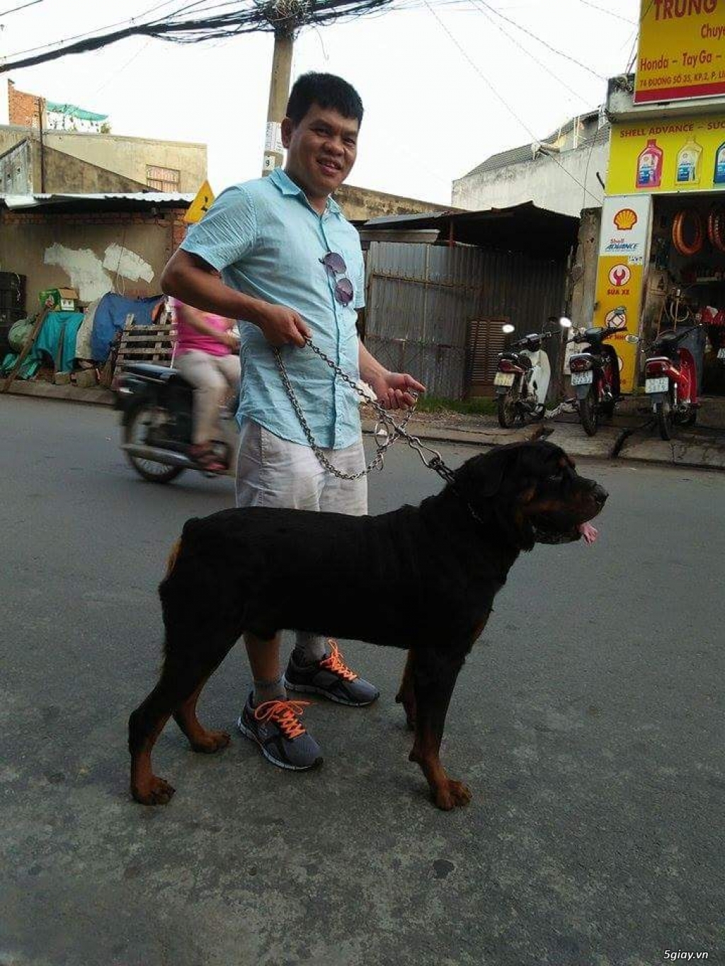 Chó Rottweiler duc 16th tuoi, nang 52kg - 1
