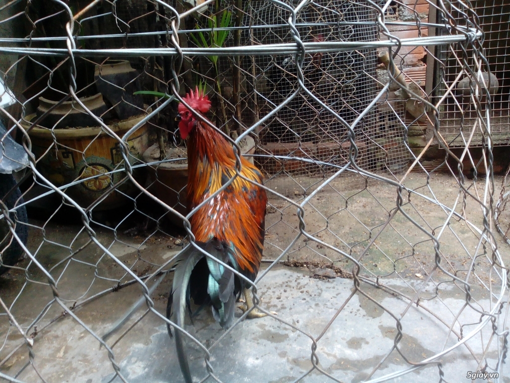 Jap Mỹ 5tháng - 8