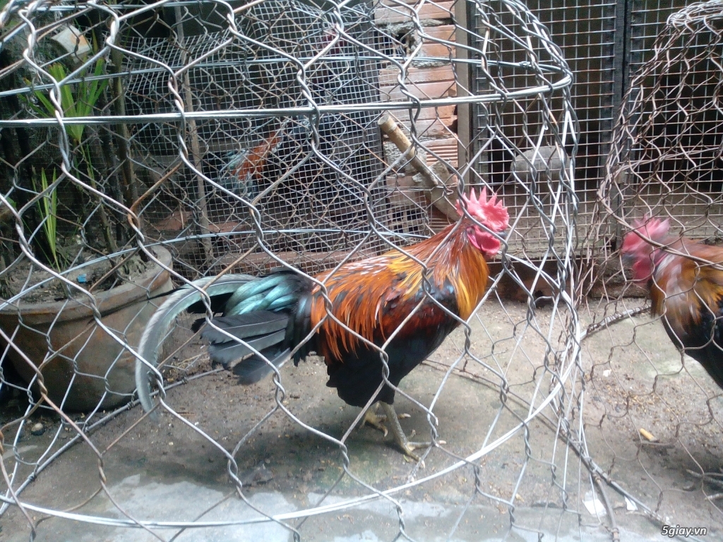 Jap Mỹ 5tháng - 10