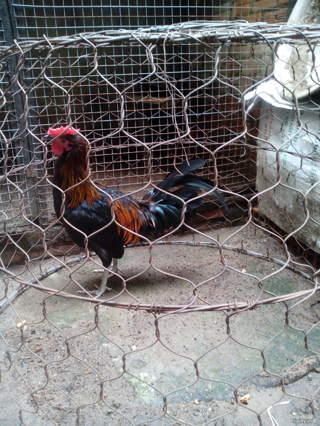 Jap Mỹ 5tháng - 2