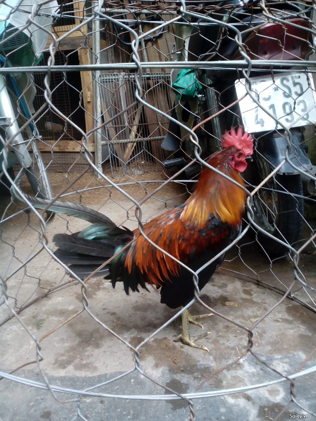 Jap Mỹ 5tháng - 6