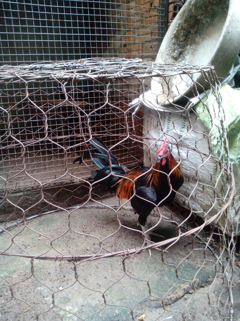 Jap Mỹ 5tháng - 3