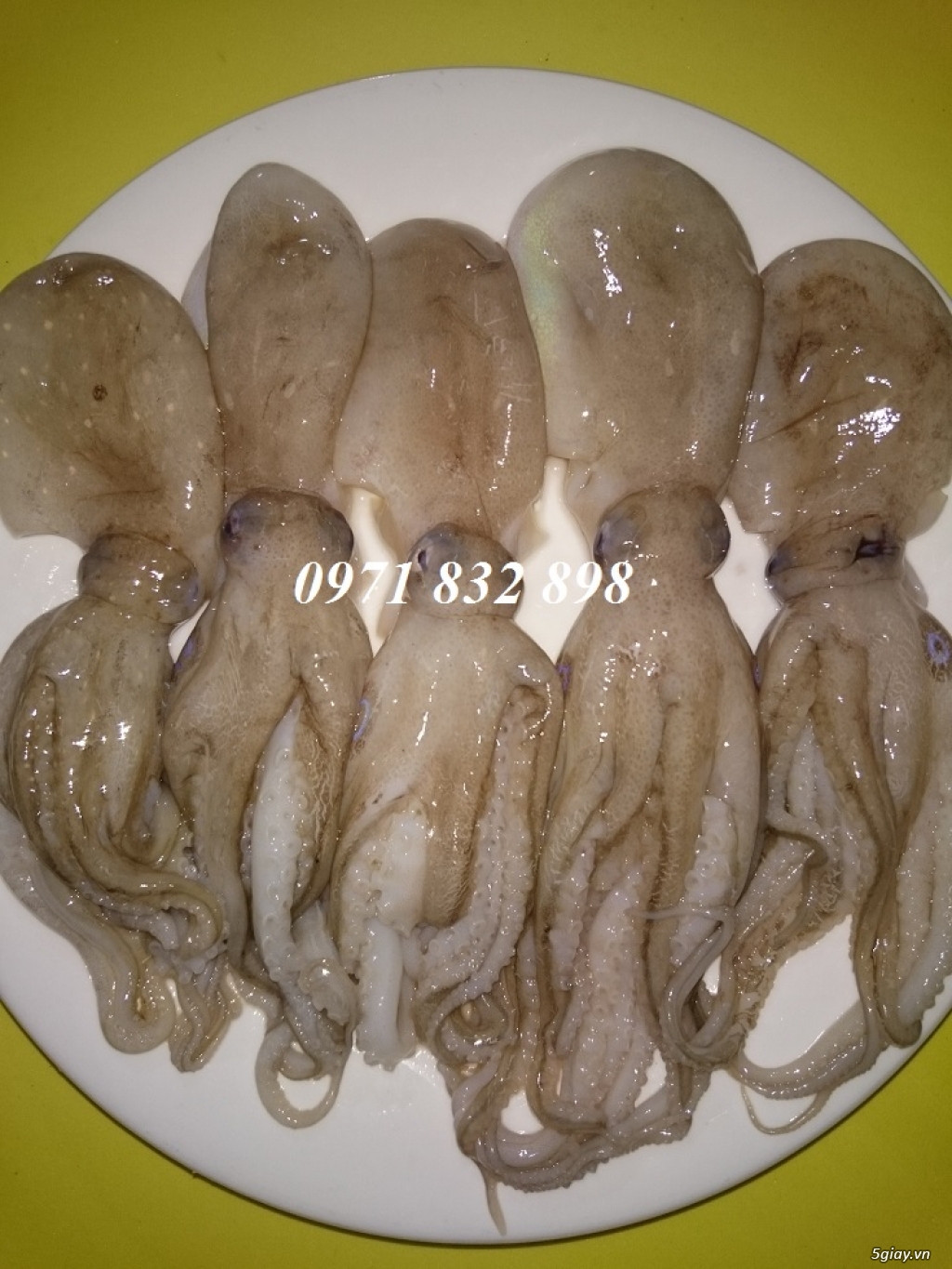 Ruốc biển (bạch tuộc), cá dìa - 3