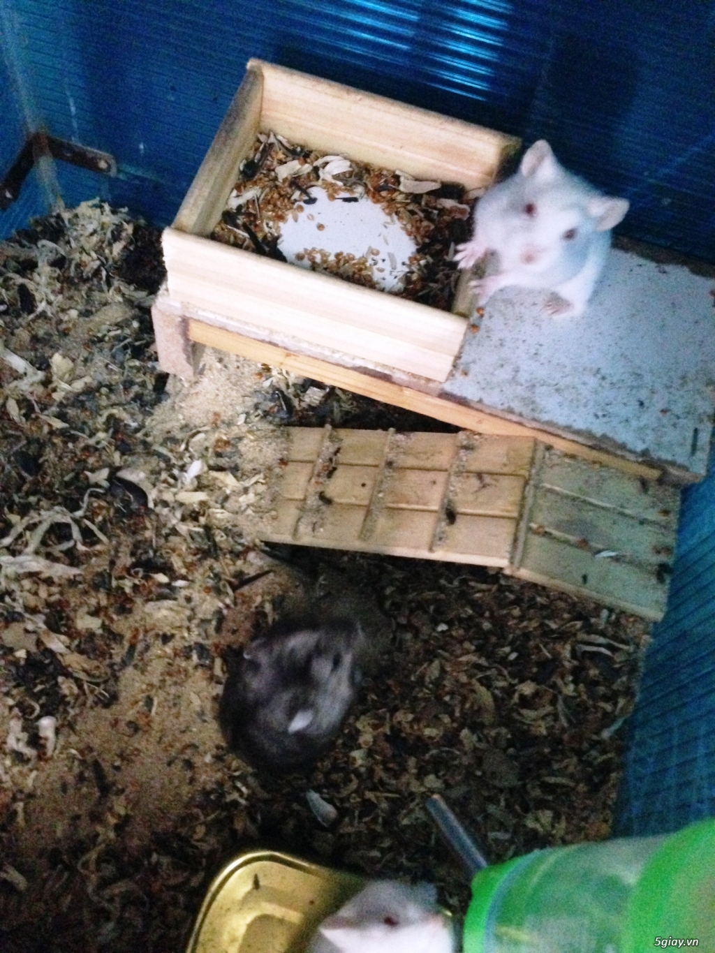 Hamster nhà nuôi kỹ - 5