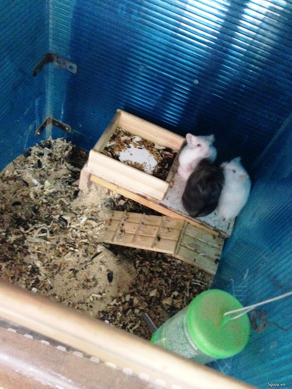 Hamster nhà nuôi kỹ - 10
