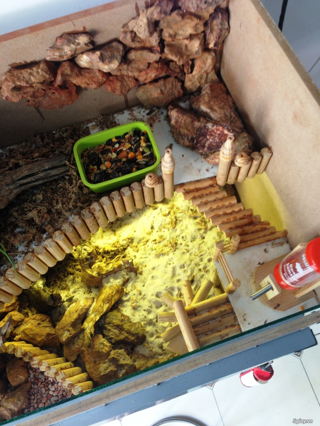 Hamster nhà nuôi kỹ - 6