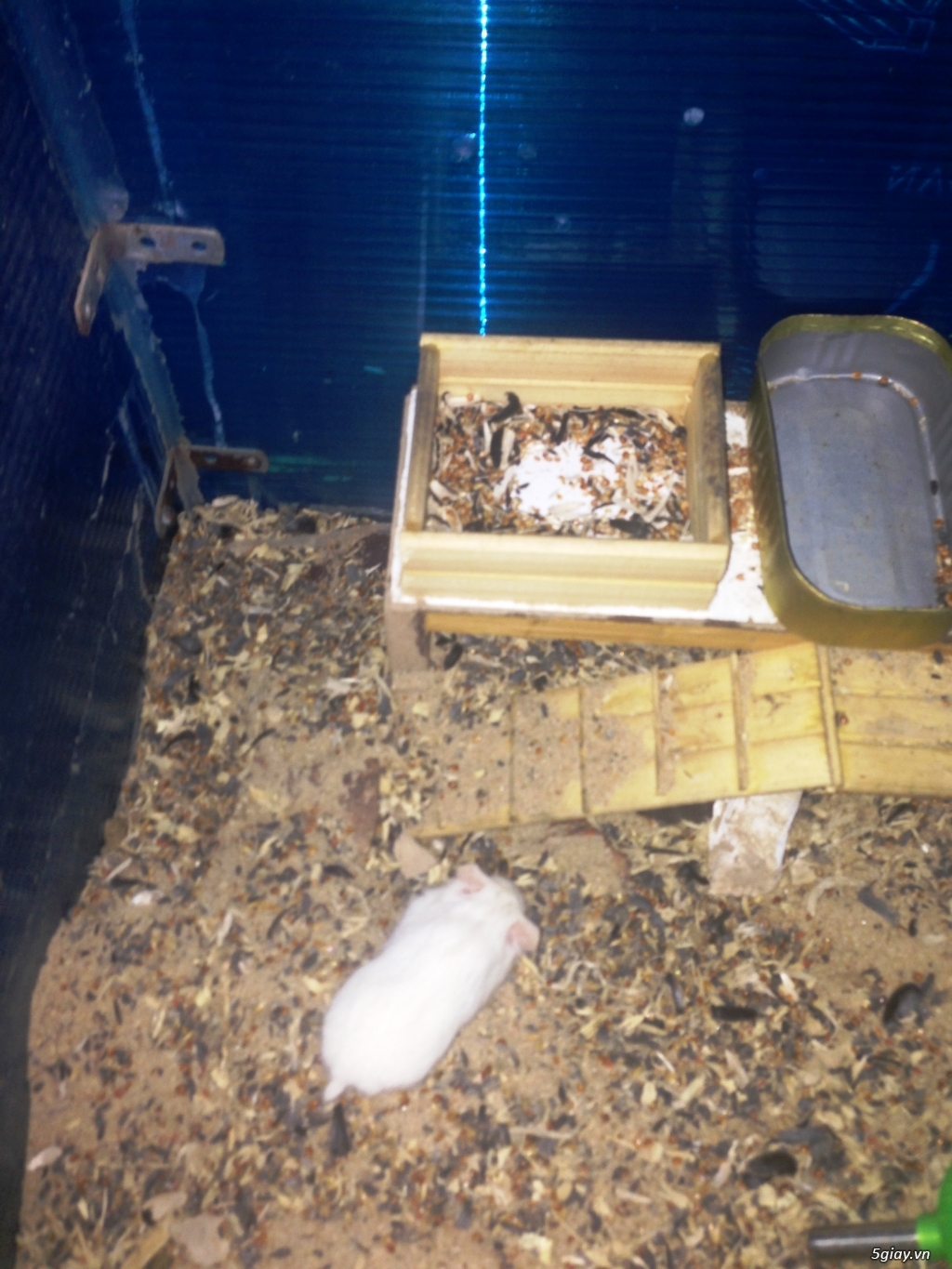 Hamster nhà nuôi kỹ - 15