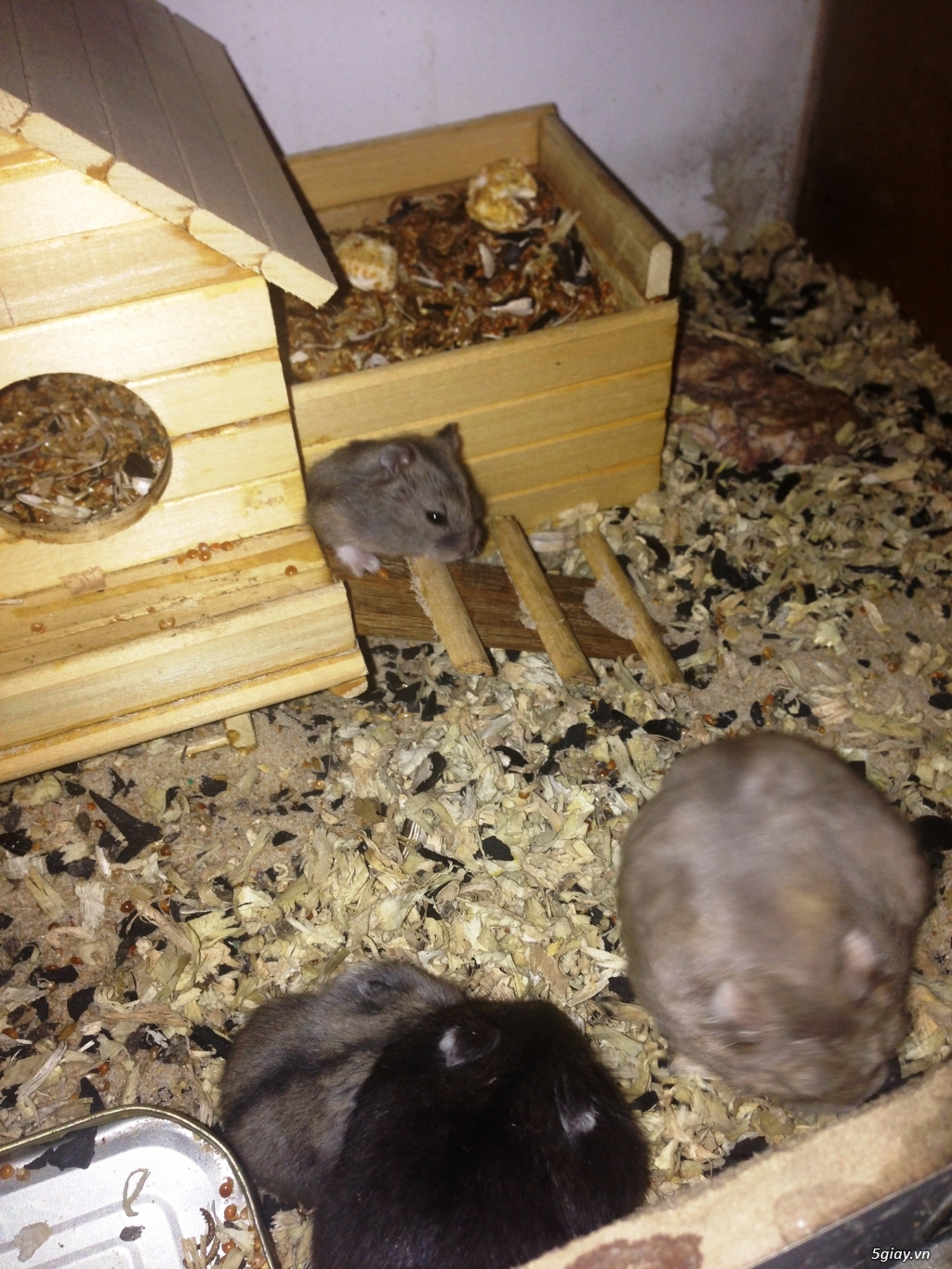 Hamster nhà nuôi kỹ - 12