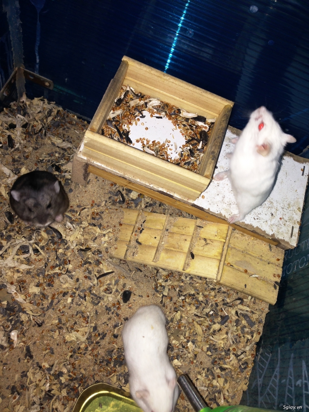 Hamster nhà nuôi kỹ - 8