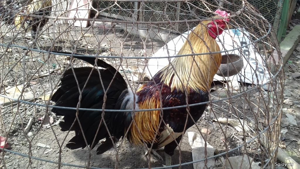 Cần Bán 2 con Gà Nòi Mỹ ở Hóc Môn - 2
