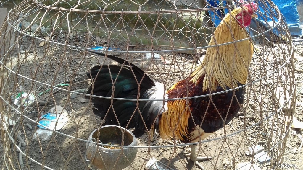 Cần Bán 2 con Gà Nòi Mỹ ở Hóc Môn - 1