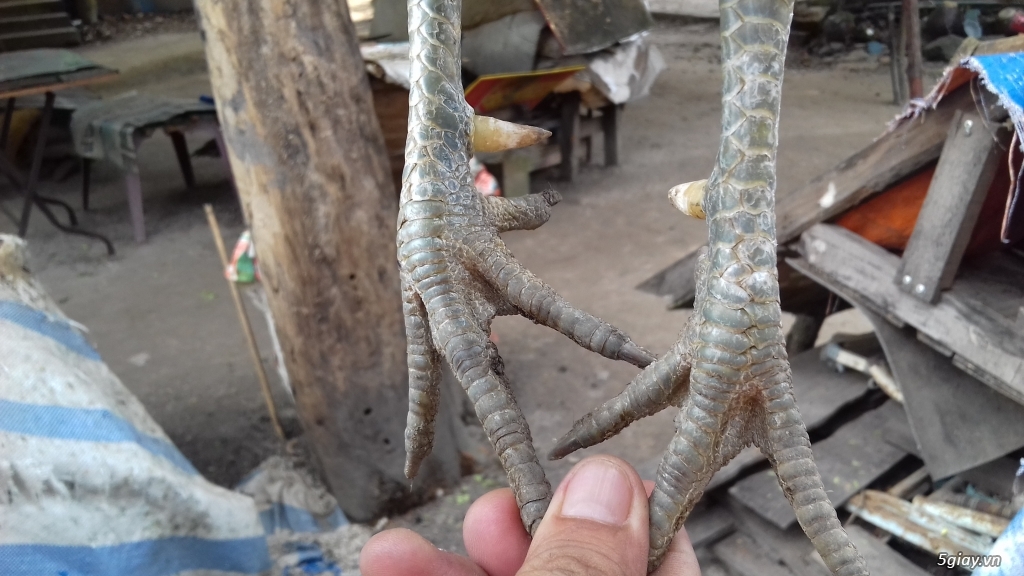 Cần Bán 2 con Gà Nòi Mỹ ở Hóc Môn - 3