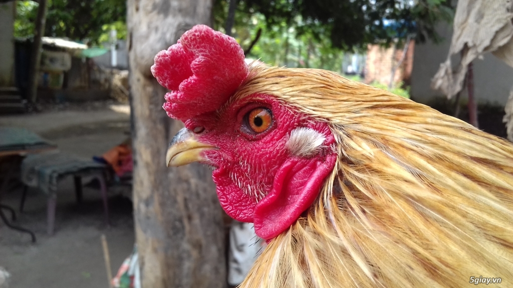 Cần Bán 2 con Gà Nòi Mỹ ở Hóc Môn - 4