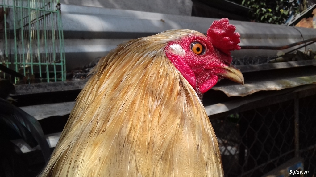 Cần Bán 2 con Gà Nòi Mỹ ở Hóc Môn