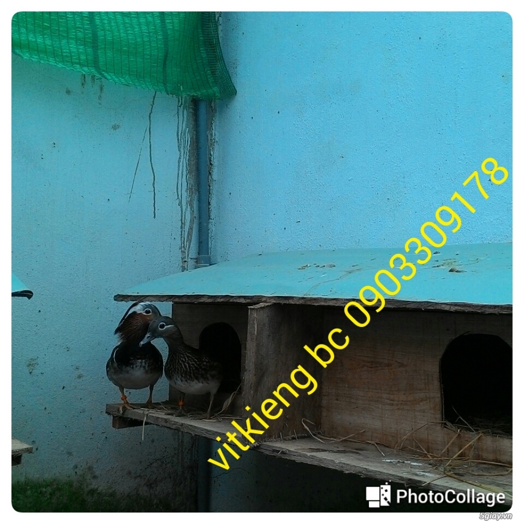 vịt uyên ương bình chánh bán buôn các loại vịt kiểng đẹp ngoại nhập - 2