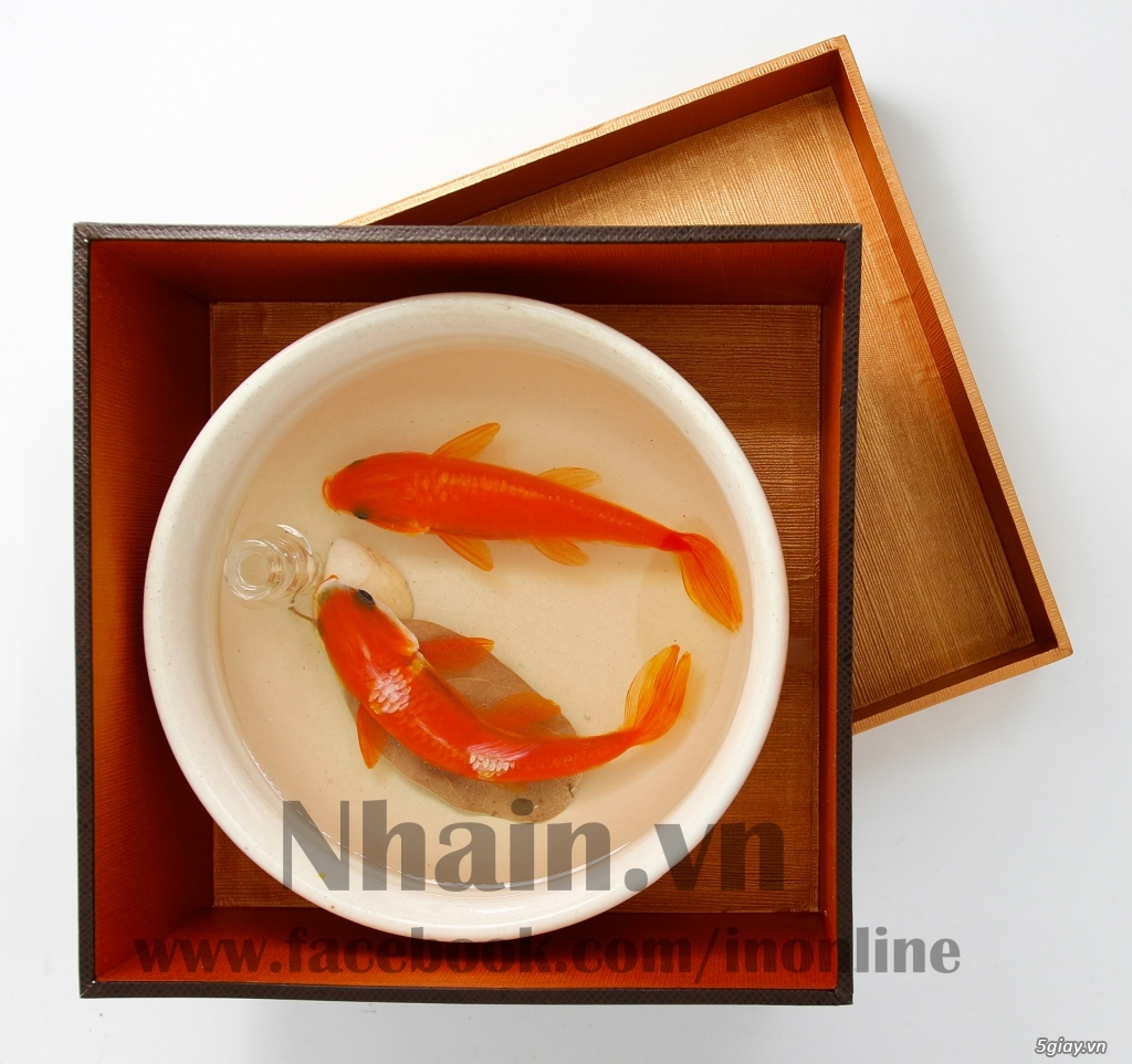 quà tặng năm mới 3D FISH RESIN PAINTING - TRANH VẼ CÁ 3D NHAIN.VN - 9