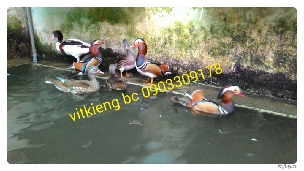 vịt uyên ương bình chánh bán buôn các loại vịt kiểng đẹp ngoại nhập - 1