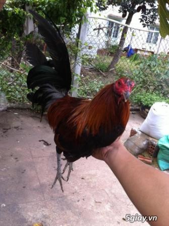 Chuyên cung cấp gà tre mỹ rặc từ 1 tháng đến trưởng thành(Bổn Dinhlap) - 18