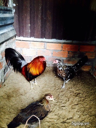 Chuyên cung cấp gà tre mỹ rặc từ 1 tháng đến trưởng thành(Bổn Dinhlap) - 2