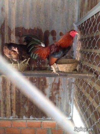 Chuyên cung cấp gà tre mỹ rặc từ 1 tháng đến trưởng thành(Bổn Dinhlap) - 5