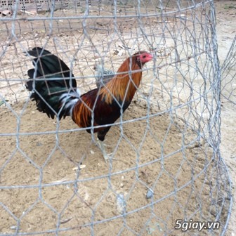 Chuyên cung cấp gà tre mỹ rặc từ 1 tháng đến trưởng thành(Bổn Dinhlap) - 16