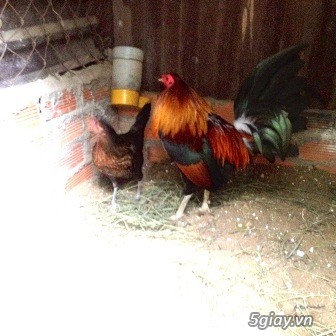 Chuyên cung cấp gà tre mỹ rặc từ 1 tháng đến trưởng thành(Bổn Dinhlap)