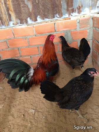 Chuyên cung cấp gà tre mỹ rặc từ 1 tháng đến trưởng thành(Bổn Dinhlap) - 14