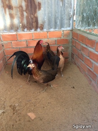 Chuyên cung cấp gà tre mỹ rặc từ 1 tháng đến trưởng thành(Bổn Dinhlap) - 8