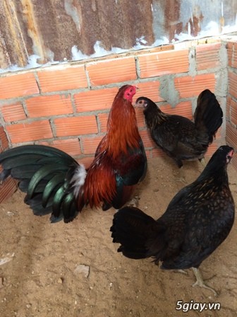 Chuyên cung cấp gà tre mỹ rặc từ 1 tháng đến trưởng thành(Bổn Dinhlap) - 15