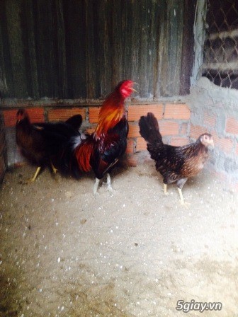 Chuyên cung cấp gà tre mỹ rặc từ 1 tháng đến trưởng thành(Bổn Dinhlap) - 4