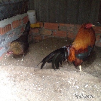 Chuyên cung cấp gà tre mỹ rặc từ 1 tháng đến trưởng thành(Bổn Dinhlap) - 3